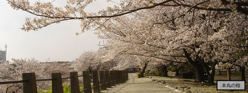 二の丸のしだれ桜