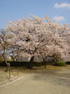 二の丸_梅園の桜